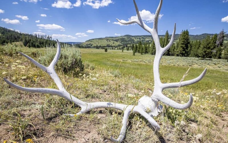 Wilderness Trails Outfitters - Jackson WY