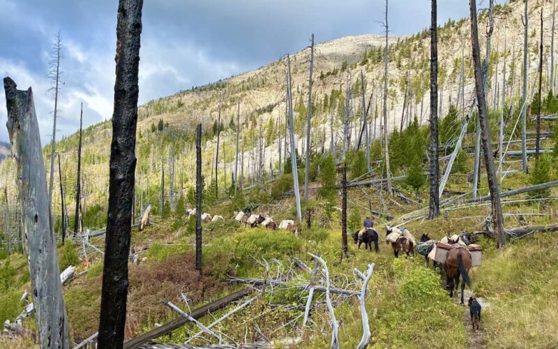 7 Lazy P Outfitters Pack Trip